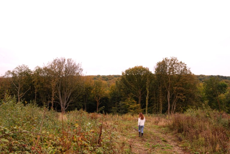 Forêt, paysage réel